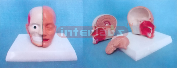 MIDDLE HEAD MODEL WITH HALF BRAIN (3PCS)